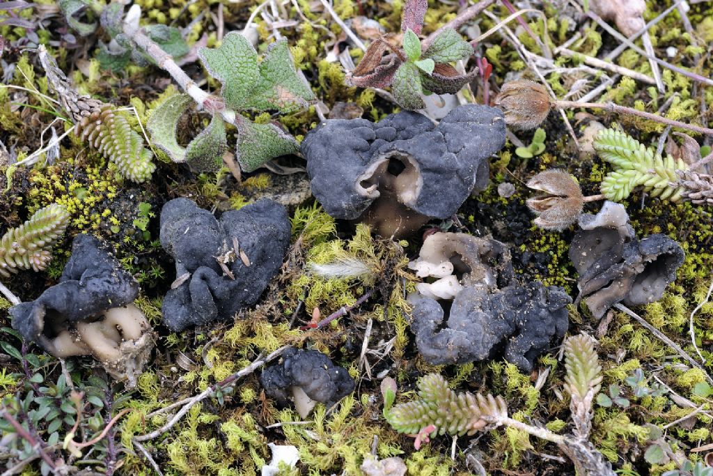 Helvella semiobruta